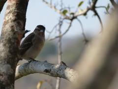 Gymnoris superciliaris