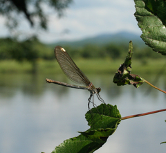 Calopteryx japonica