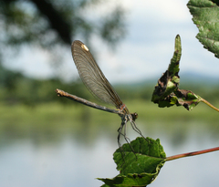 Calopteryx japonica