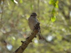 Gymnoris superciliaris