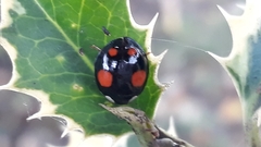 Harmonia axyridis