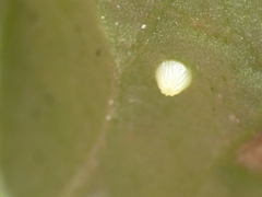 Euptoieta claudia