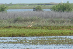 Ardea purpurea