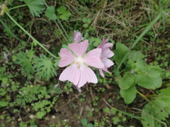 Malva moschata