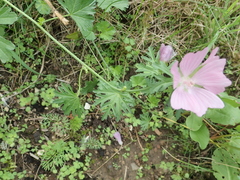 Malva moschata