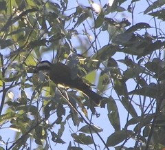 Falcunculus frontatus