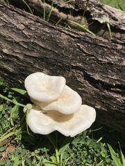 Lentinus scleropus