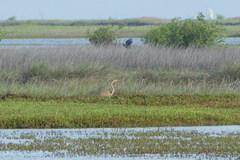 Ardea purpurea