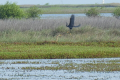 Ardea purpurea
