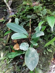 Image of Peperomia obtusifolia