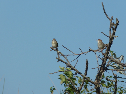 Cisticola fulvicapilla
