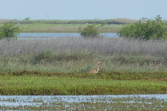 Ardea purpurea