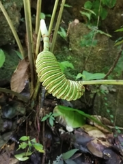 Cyclanthus bipartitus