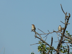 Cisticola fulvicapilla