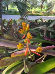Aechmea mulfordii