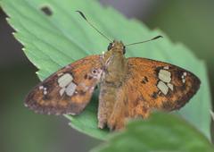 Pseudocoladenia dan fatih