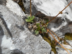 Arabis stellulata