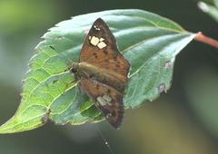 Pseudocoladenia dan fatih