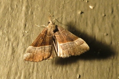 Hypena eductalis