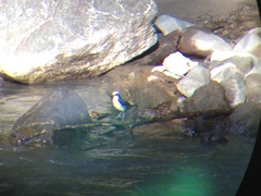 Cinclus leucocephalus