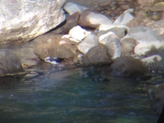 Cinclus leucocephalus