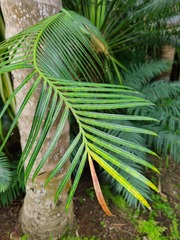Cycas circinalis