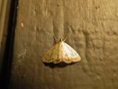 Crocidophora tuberculalis