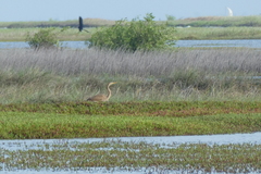 Ardea purpurea
