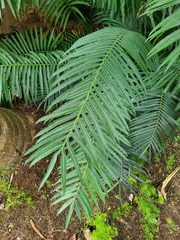 Cycas circinalis