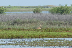 Ardea purpurea