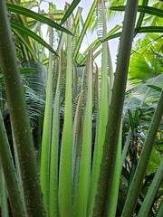 Cycas circinalis