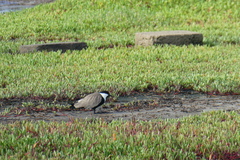 Vanellus spinosus