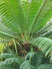 Cycas circinalis