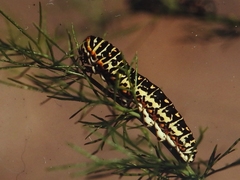 Papilio saharae rathjensi