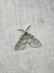 Nepytia pellucidaria