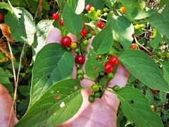 Witheringia mexicana