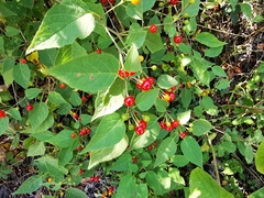 Witheringia mexicana