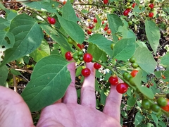 Witheringia mexicana