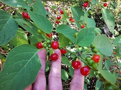 Witheringia mexicana