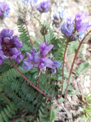 Oxytropis montana
