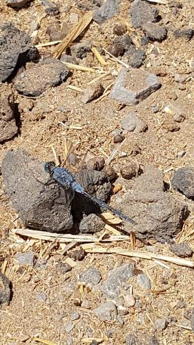 Long Skimmer photo 3