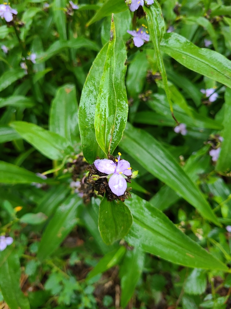 Zigzag Spiderwort (Tradescantia subaspera) · iNaturalist