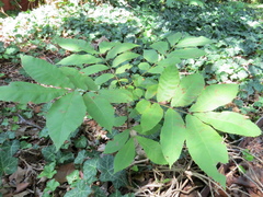 Carya illinoinensis