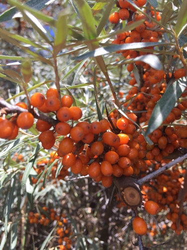 Hippophae rhamnoides