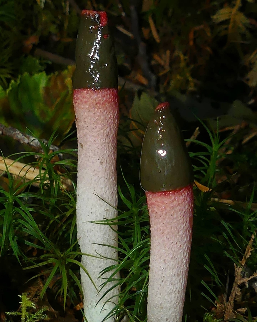 red stinkhorn (Mushrooms and lichens Of Montana) · iNaturalist