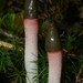 Red Stinkhorn - Photo (c) Warren Cardimona, some rights reserved (CC BY-NC), uploaded by Warren Cardimona