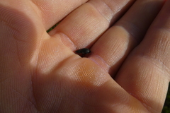 Coleoptera