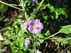 Batesimalva violacea