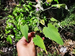 Batesimalva violacea
