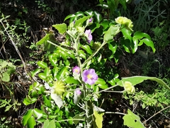 Batesimalva violacea